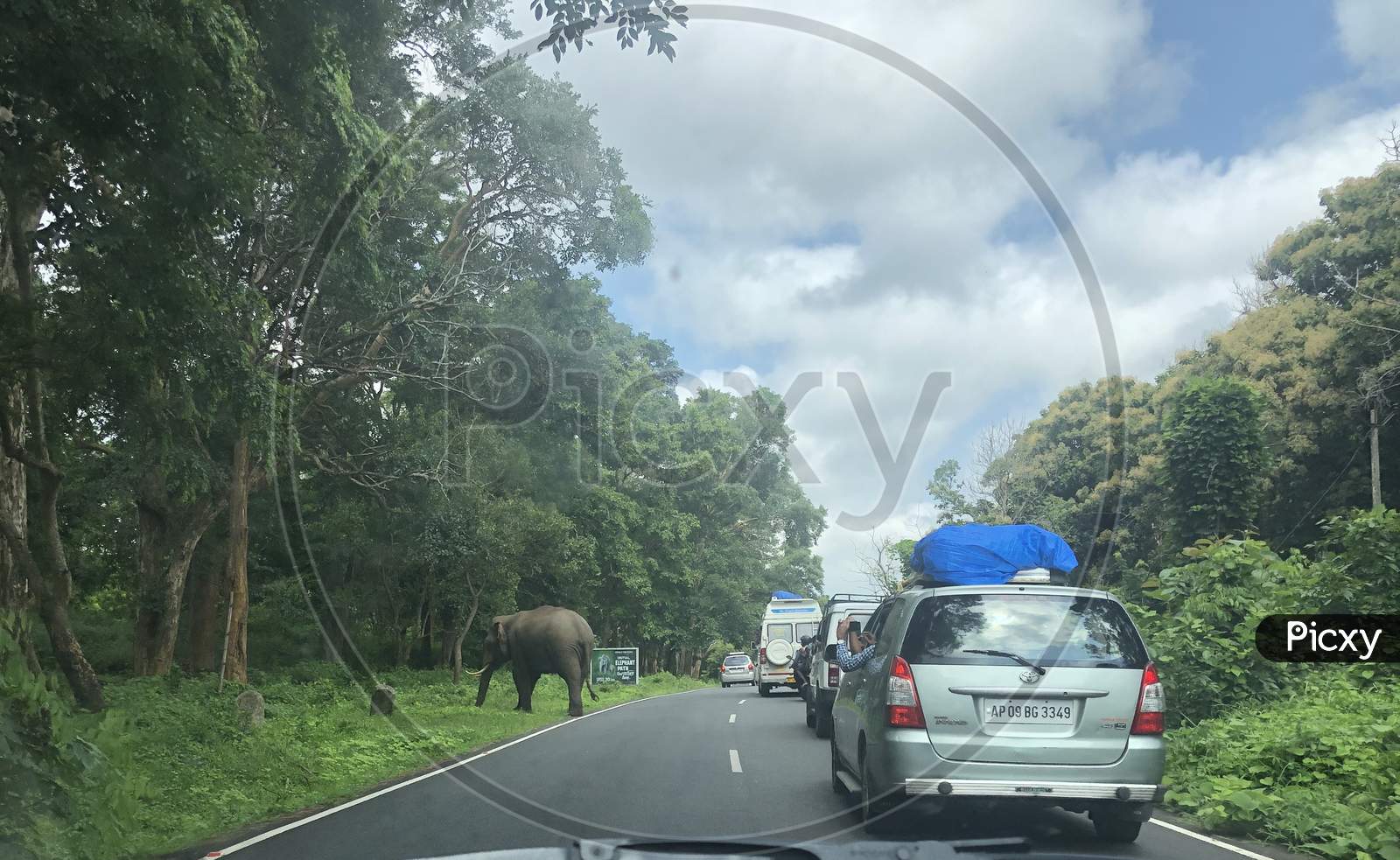 Road view elephant road crossing