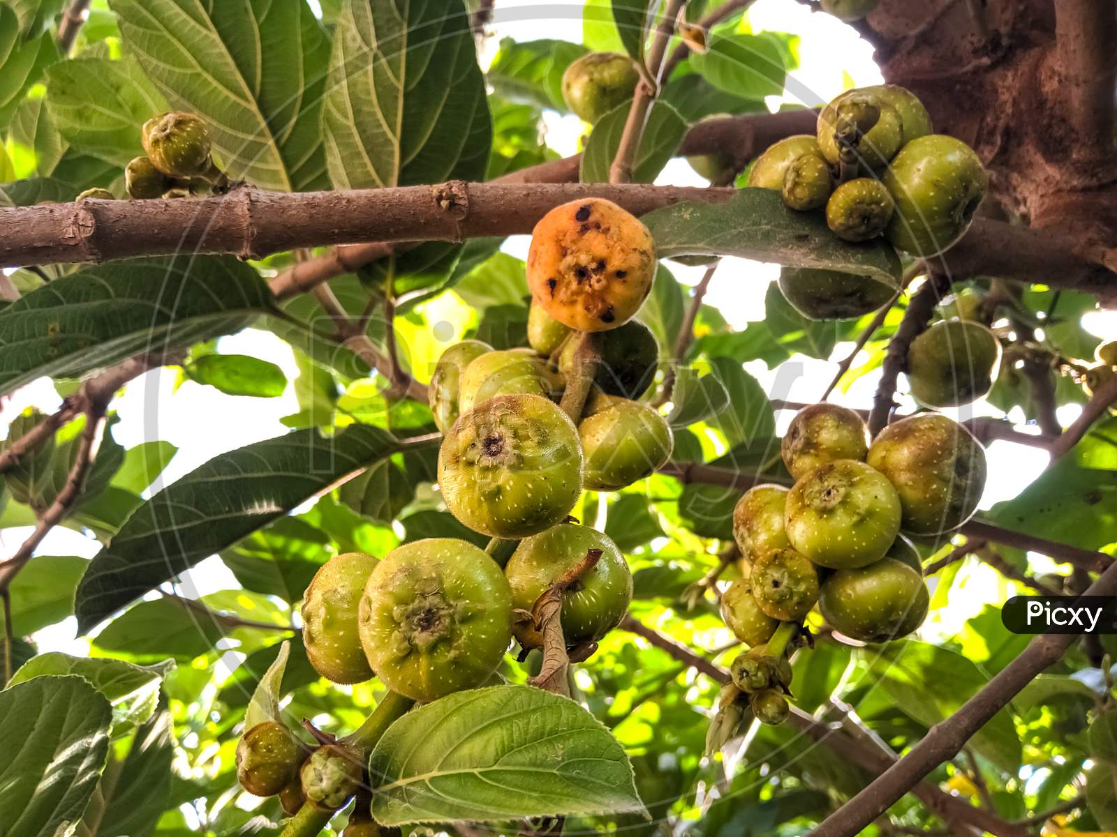 Common fig fruits