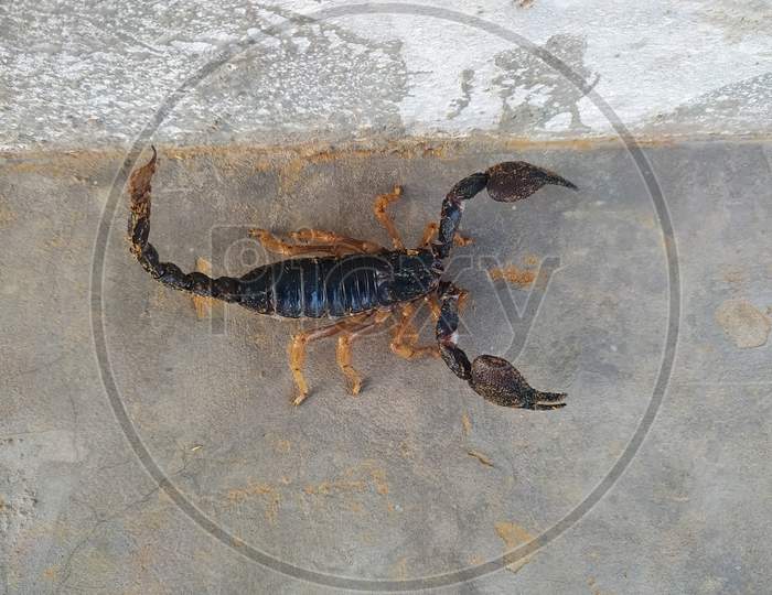 Black Scorpion On The Ground
