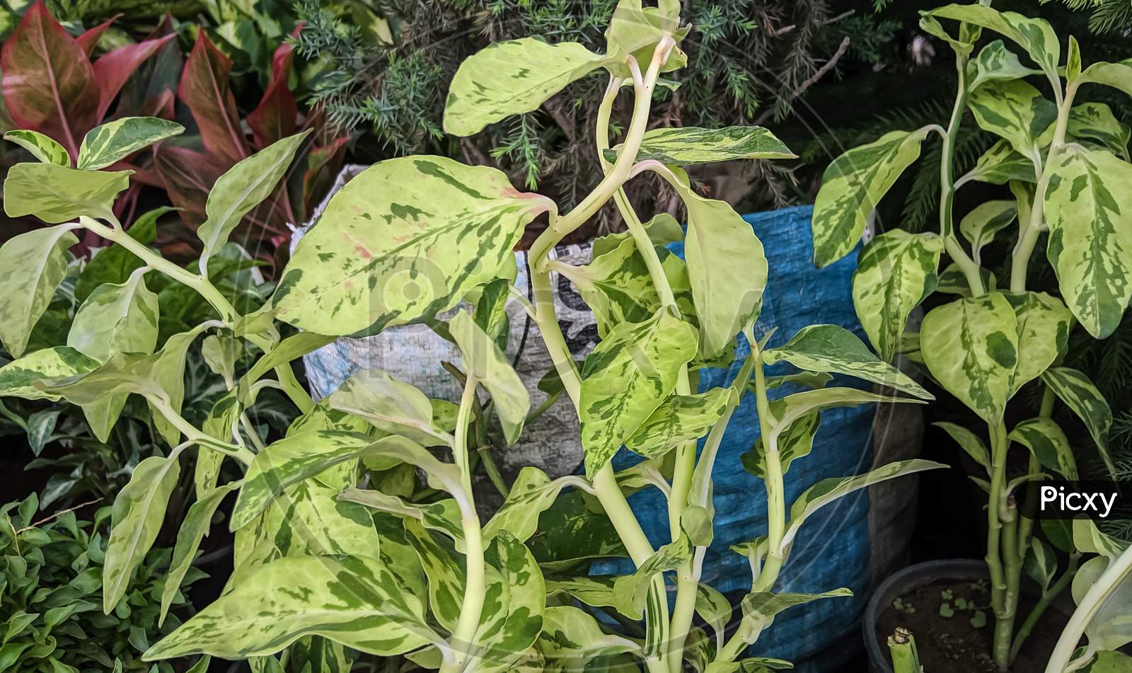Pedilanthus house plants