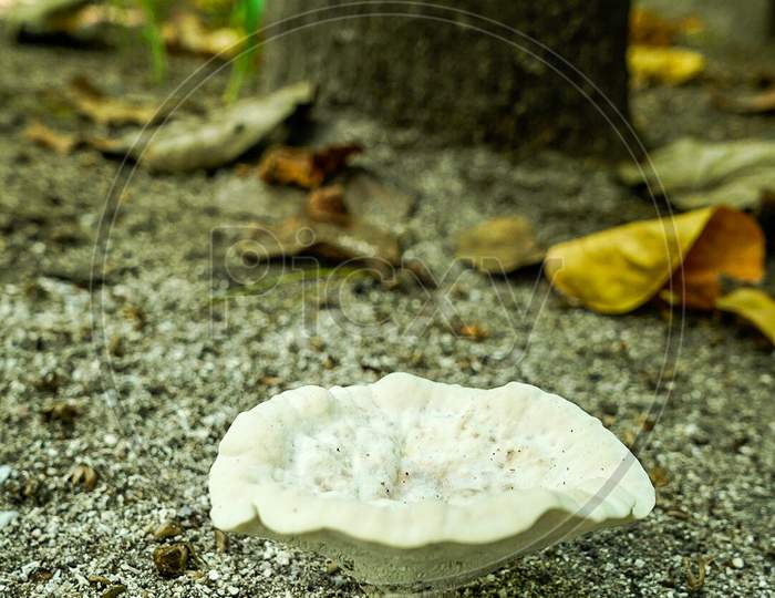 Mushroom rare in Maldives