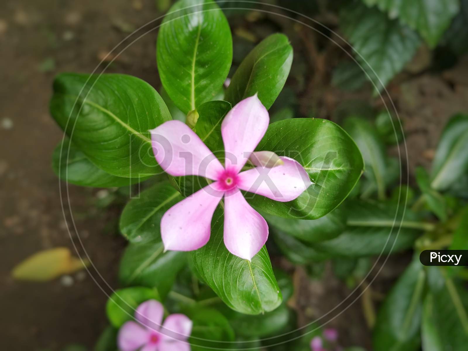 Periwinkle Flower Stock Photos- Growing Colorful Periwinkle Flowers And Plants. This Photo Is Taken In India.