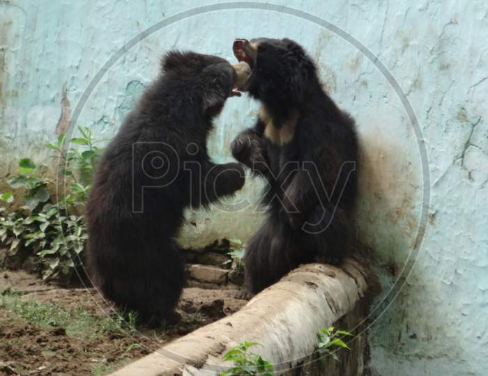 pair of bears fighting