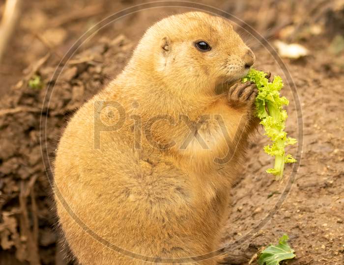 Ml Hungry Prairie Dog (Cynomys Ludovicianus) Standing Eating Green Lettuce. Concept Eat Healthy.
