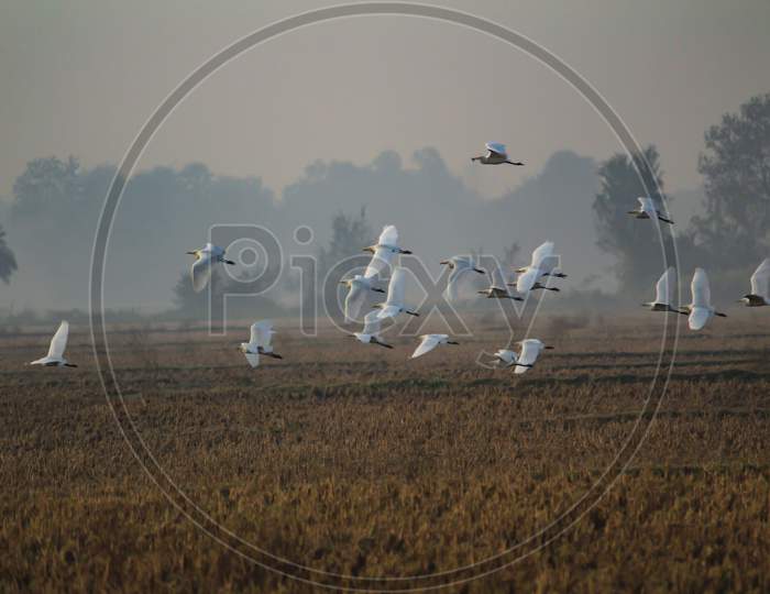 Group Of Egret Flying On Harvested Field