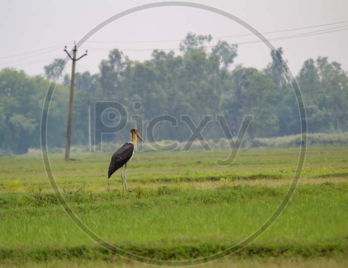 Marabou Stork In Paddy Field
