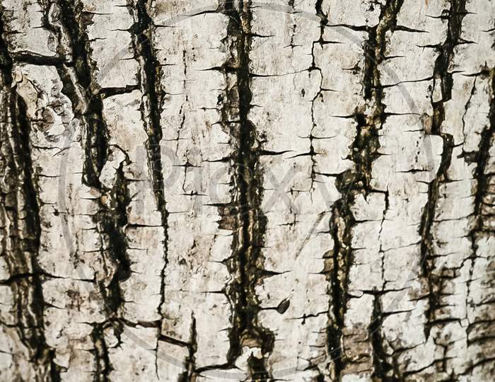 Wood lines