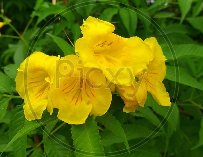 beautiful yellow flower on green plant