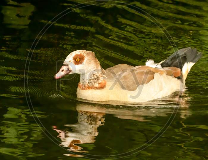 Egyptian Goose Swimming On River