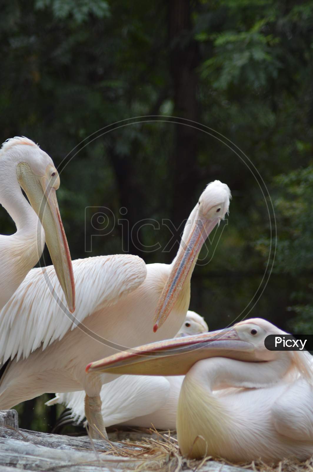 pelican in discussion