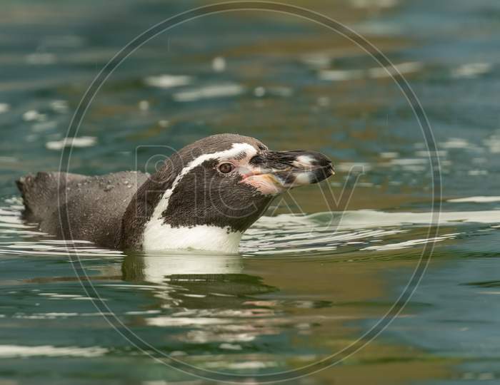 Humboldt penguin (Spheniscus humboldti) swimming in rain