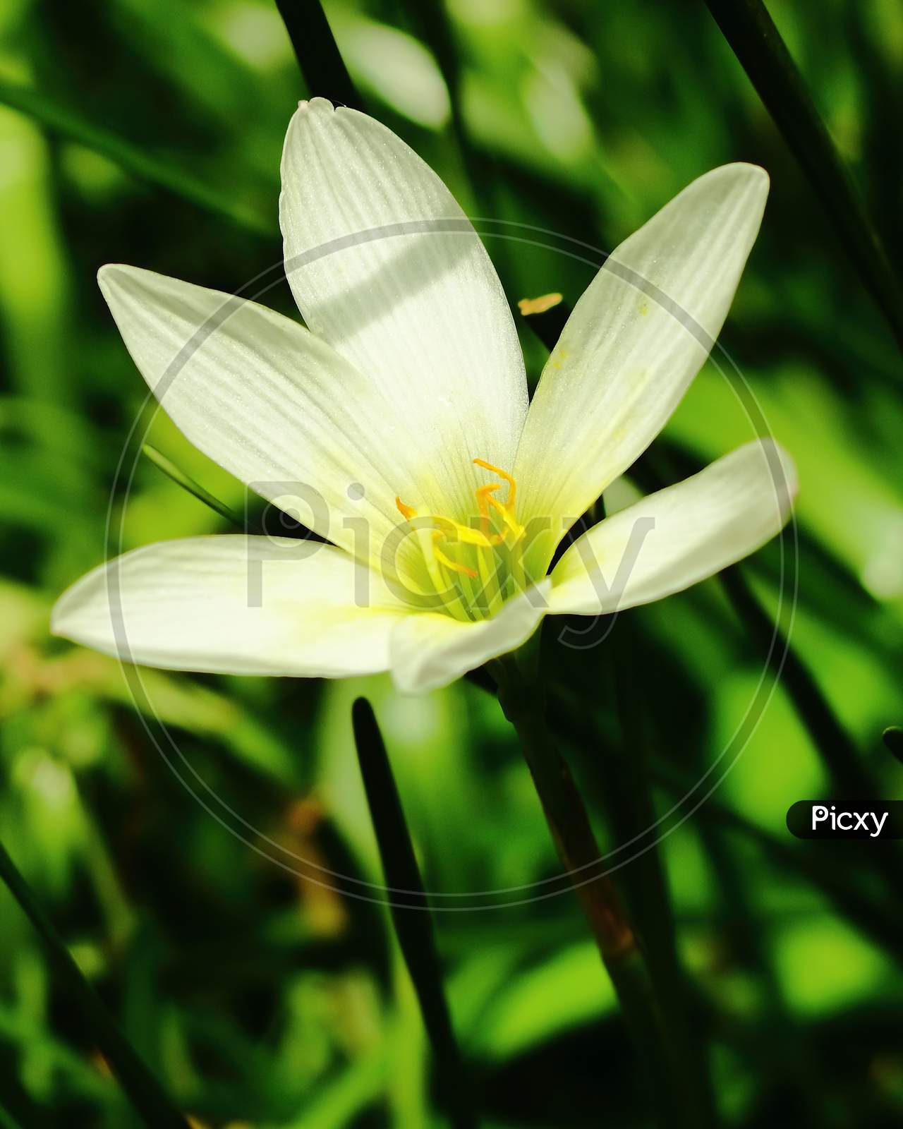 A white rain lily is blooming during lockdown