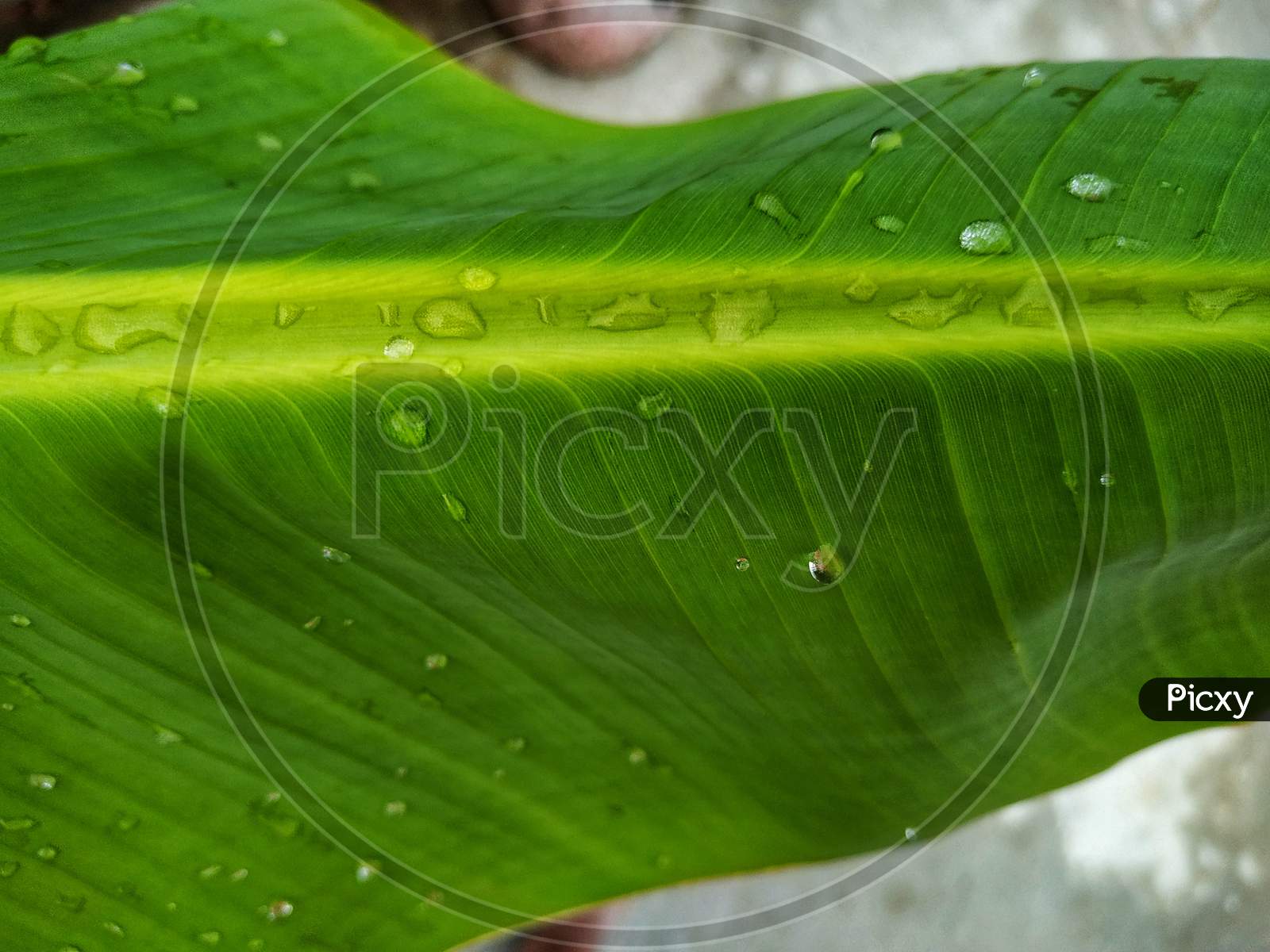 Banana Leaf And Great Green Background Stock Photos. This Photo Is Taken In India.