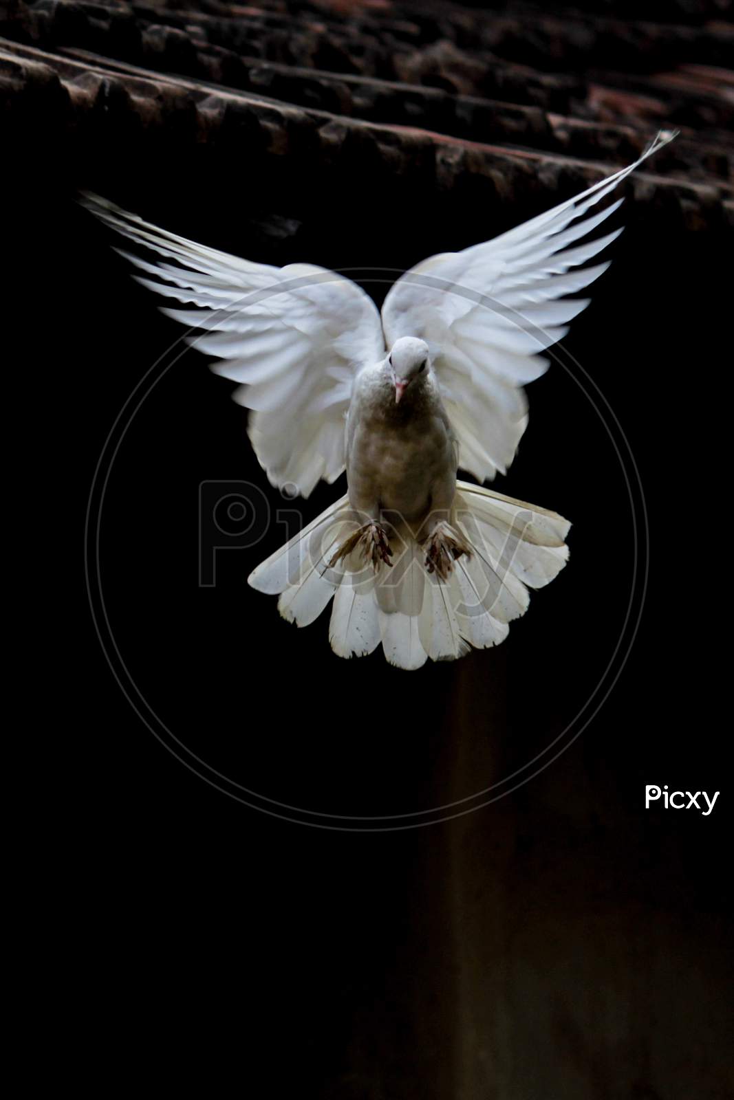 White Pigeon Flying As An Angel