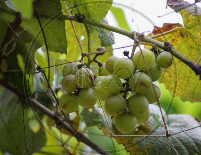 Bunch Of Grapes Hanging