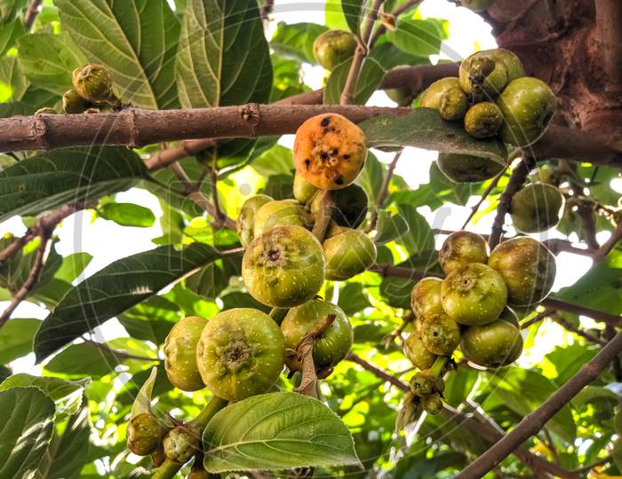 Common fig fruits