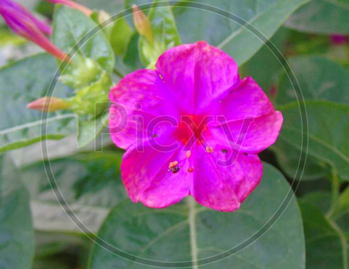 cute pink flower in green plant