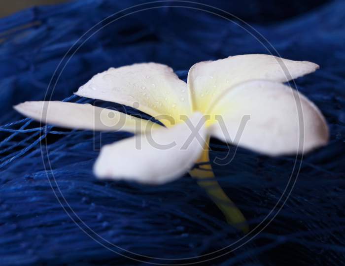 Beautiful plumeria or frangipani flower on blue nylon  net