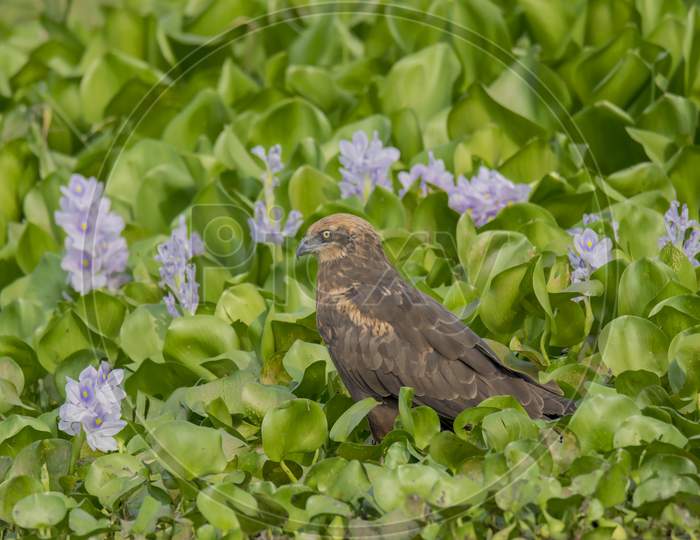 A wild bird on the green water plants .