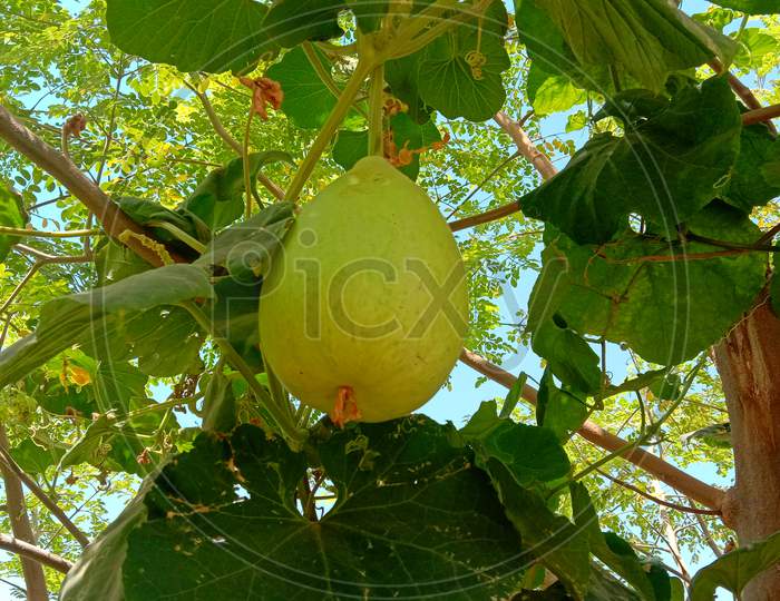 tropical, summer, agriculture, leaf, juicy, healthy, green, organic, background, fresh, nature, food