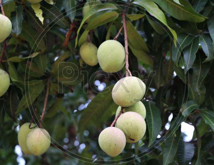 Fresh raw mangoes