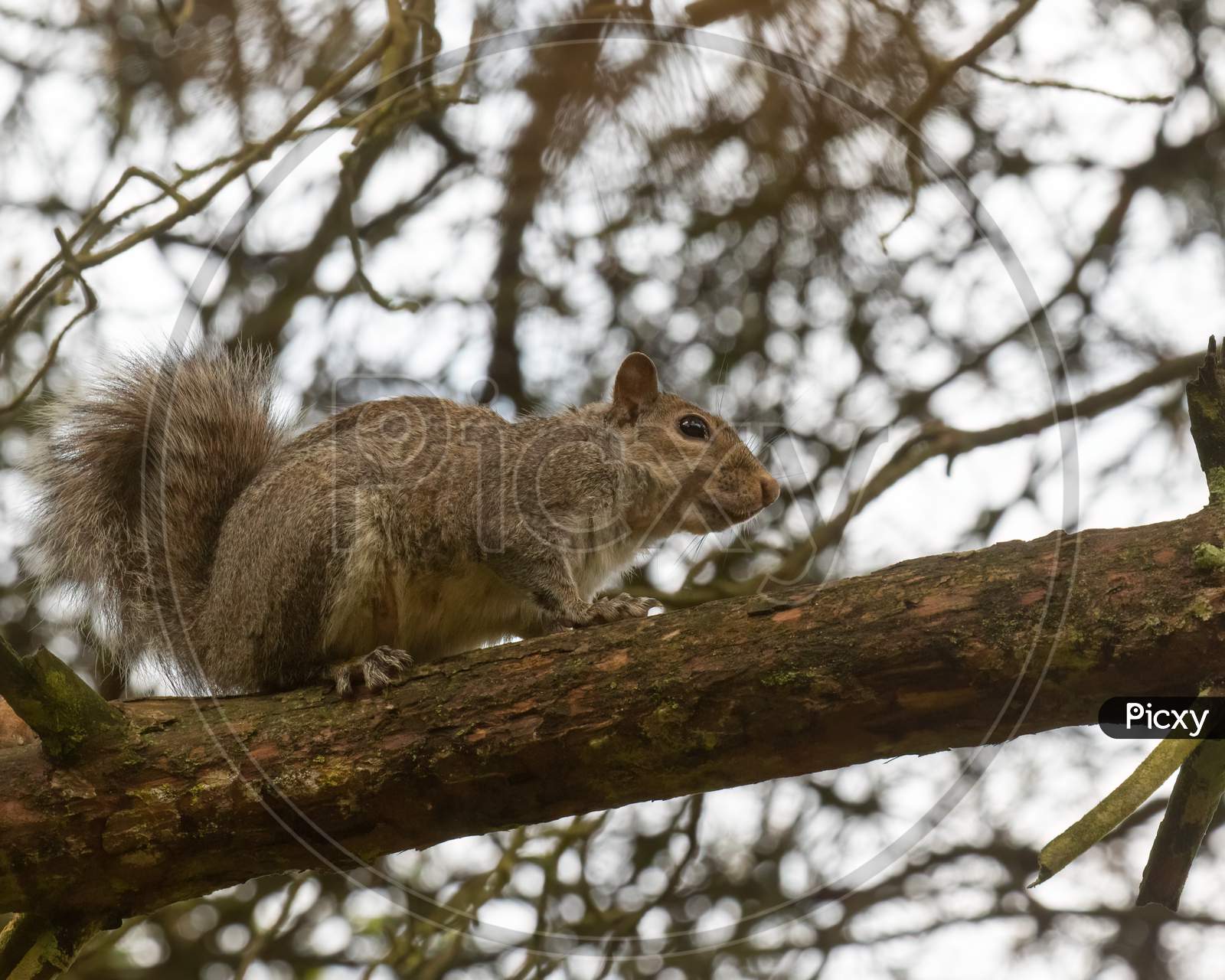 Squirrel Up Tree