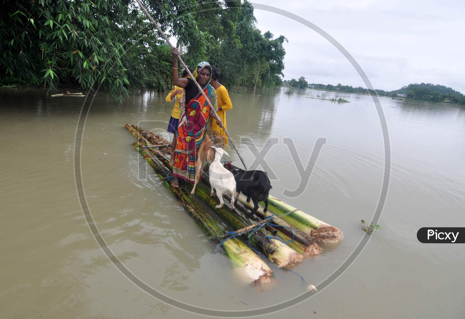 A Woman Rows A Makeshift Raft As She Transports Her Goat Through The Flood Waters In Morigaon District Of Assam On June 25,2020.