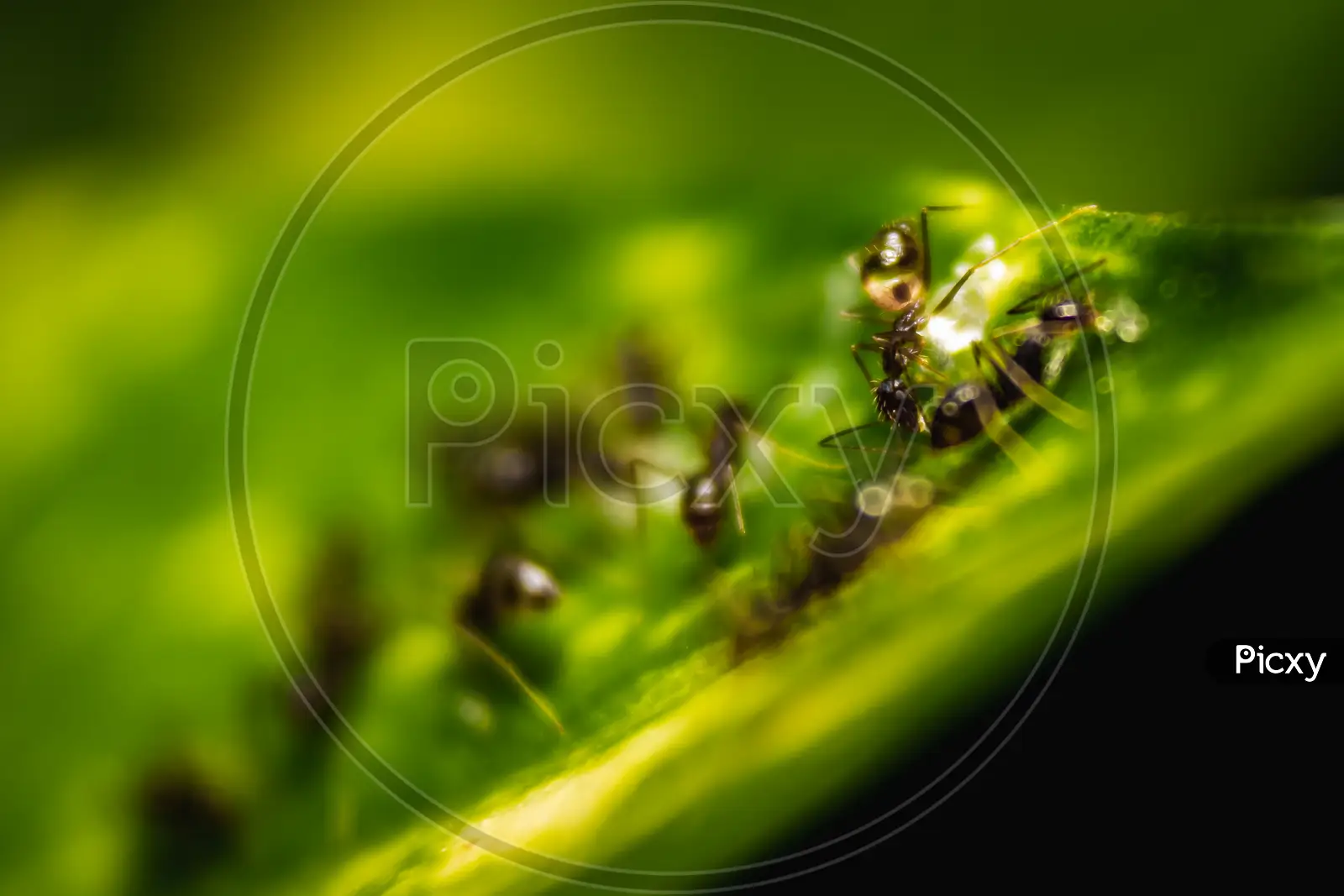 Image of Black Ant Eats A Rotten Mango Macro Closeup-WE163162-Picxy