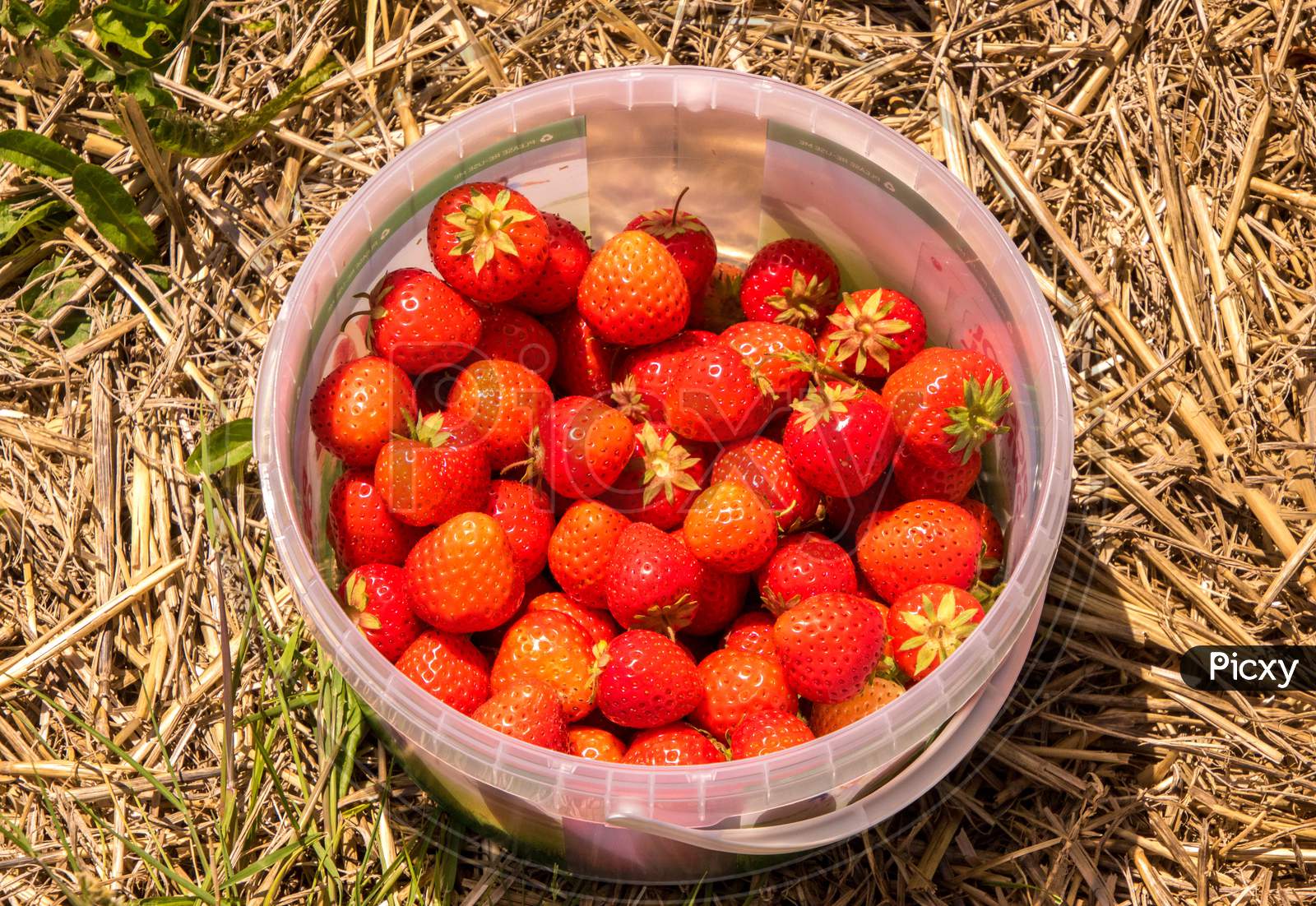 Fresh Strawberry Picking