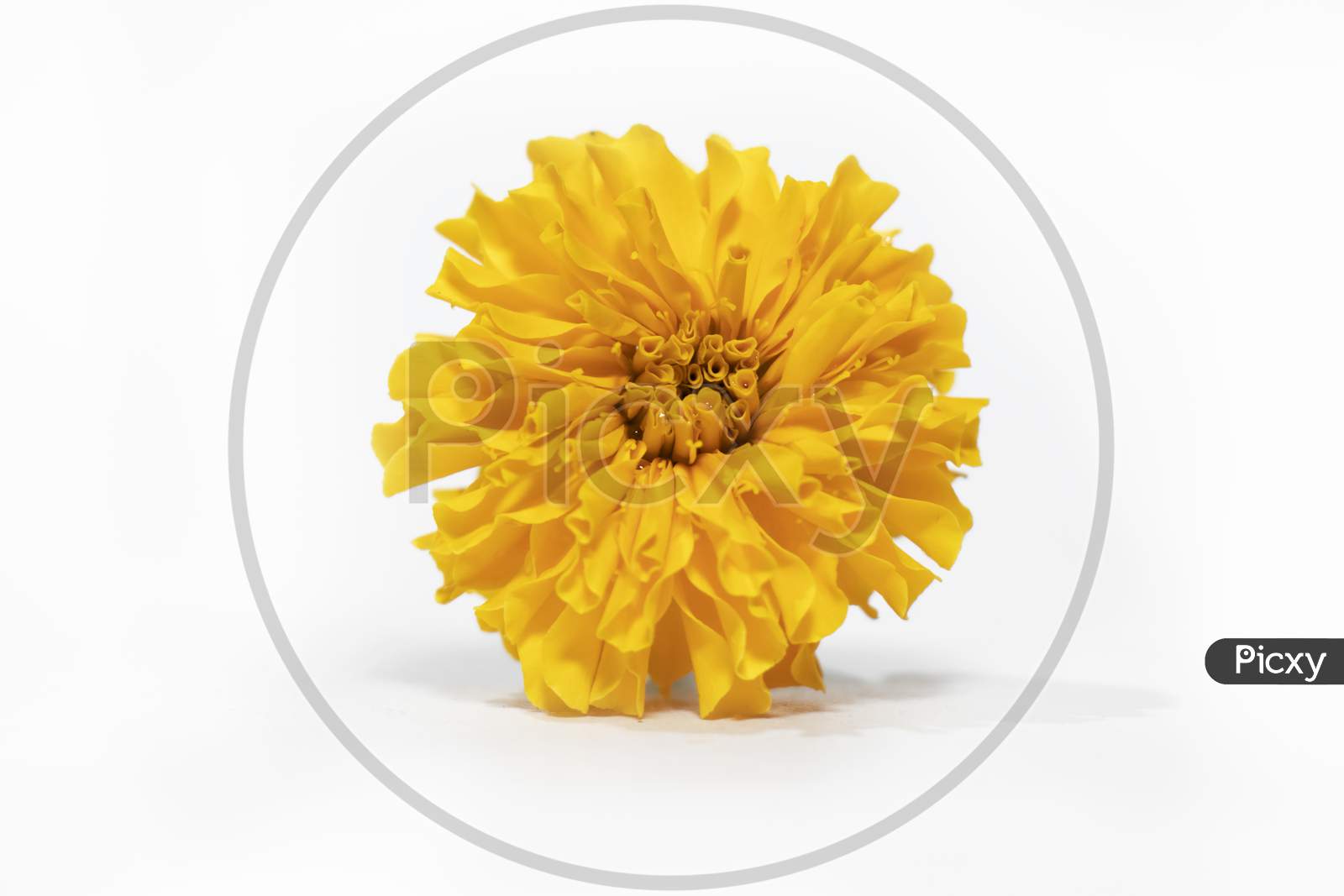 Yellow Colour Marigold Flower With White Background