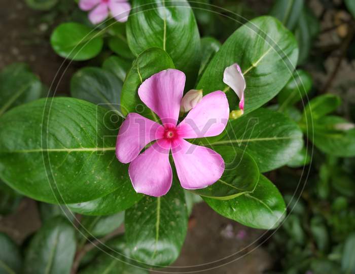 Periwinkle Flower Stock Photos- Growing Colorful Periwinkle Flowers And Plants. This Photo Is Taken In India.