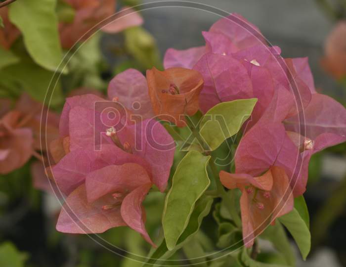 Beautiful Closeup Photograph Of Flowers.