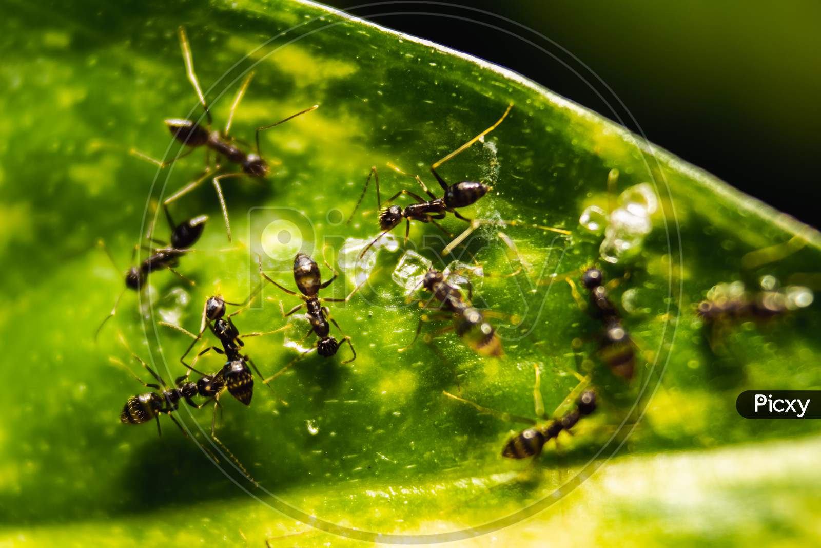 Group Of Small Black Ants Eating On The Leafs With Selective Focus. Macro Close Up A Lot Of Black Ants On Leaves With Lighting.