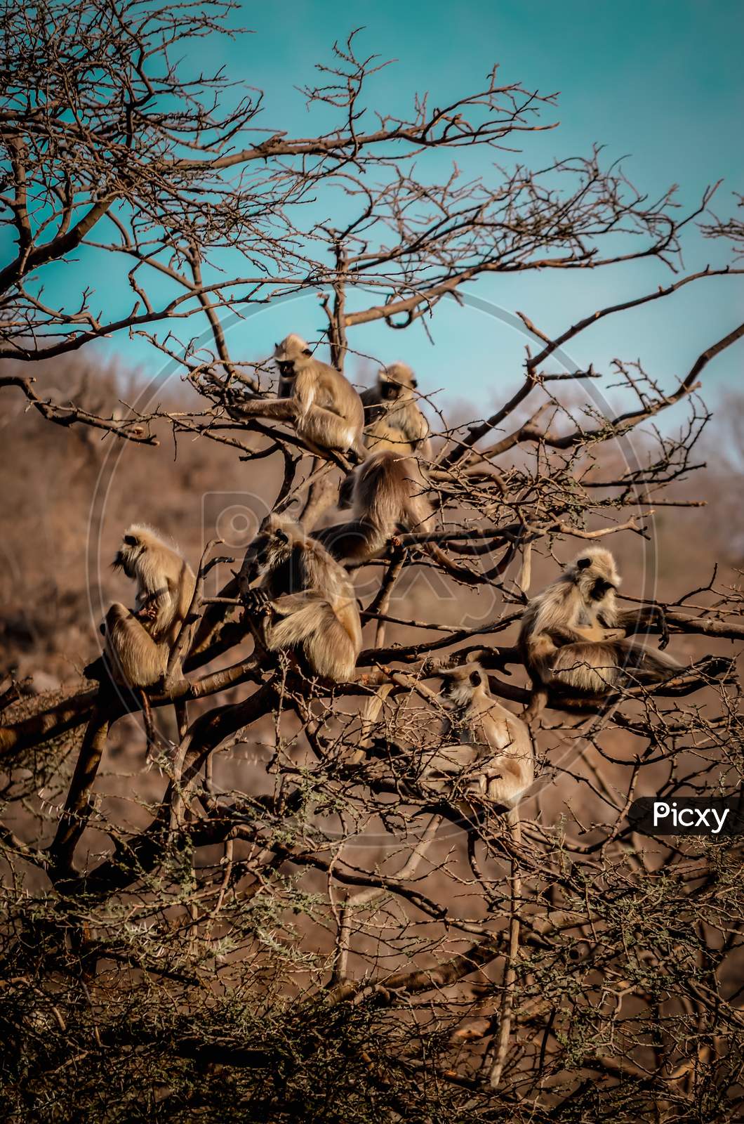 Groups of monkey