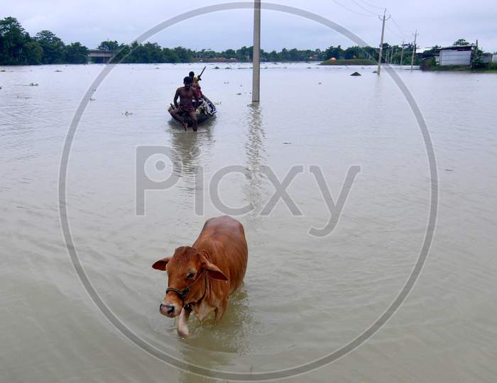 A Cow Wades Through The Flood Water  In Morigaon District Of Assam On June 25,2020.