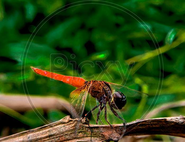 Closeup look of a beautiful red dragonfly