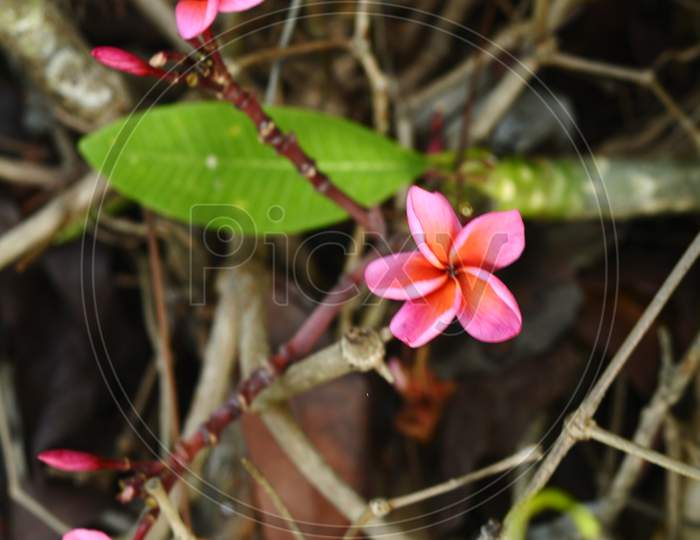 Pink petal flower