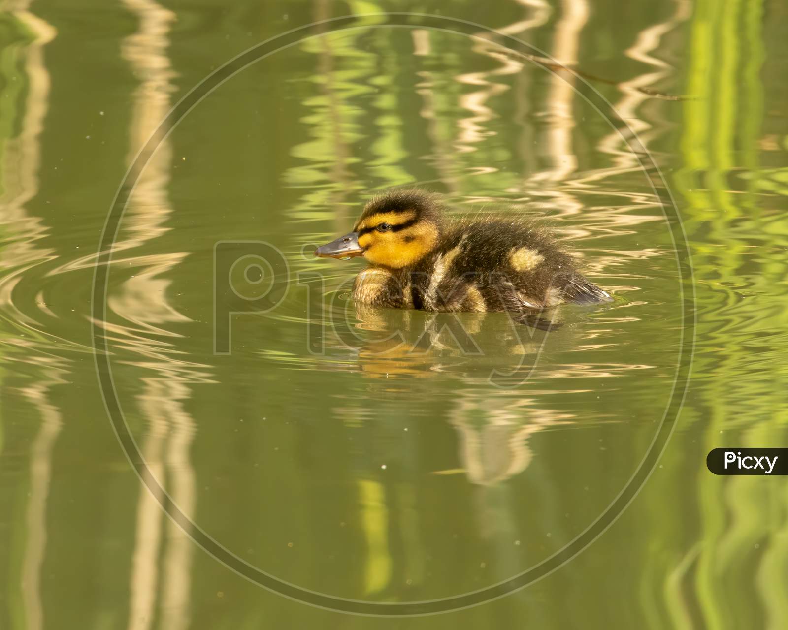 Duckling swimming on Green Water