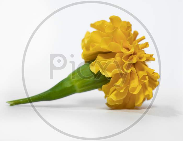 Yellow Colour Marigold Flower With White Background
