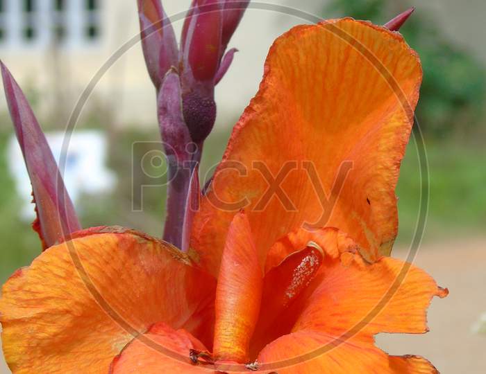 cute orange color canna flower