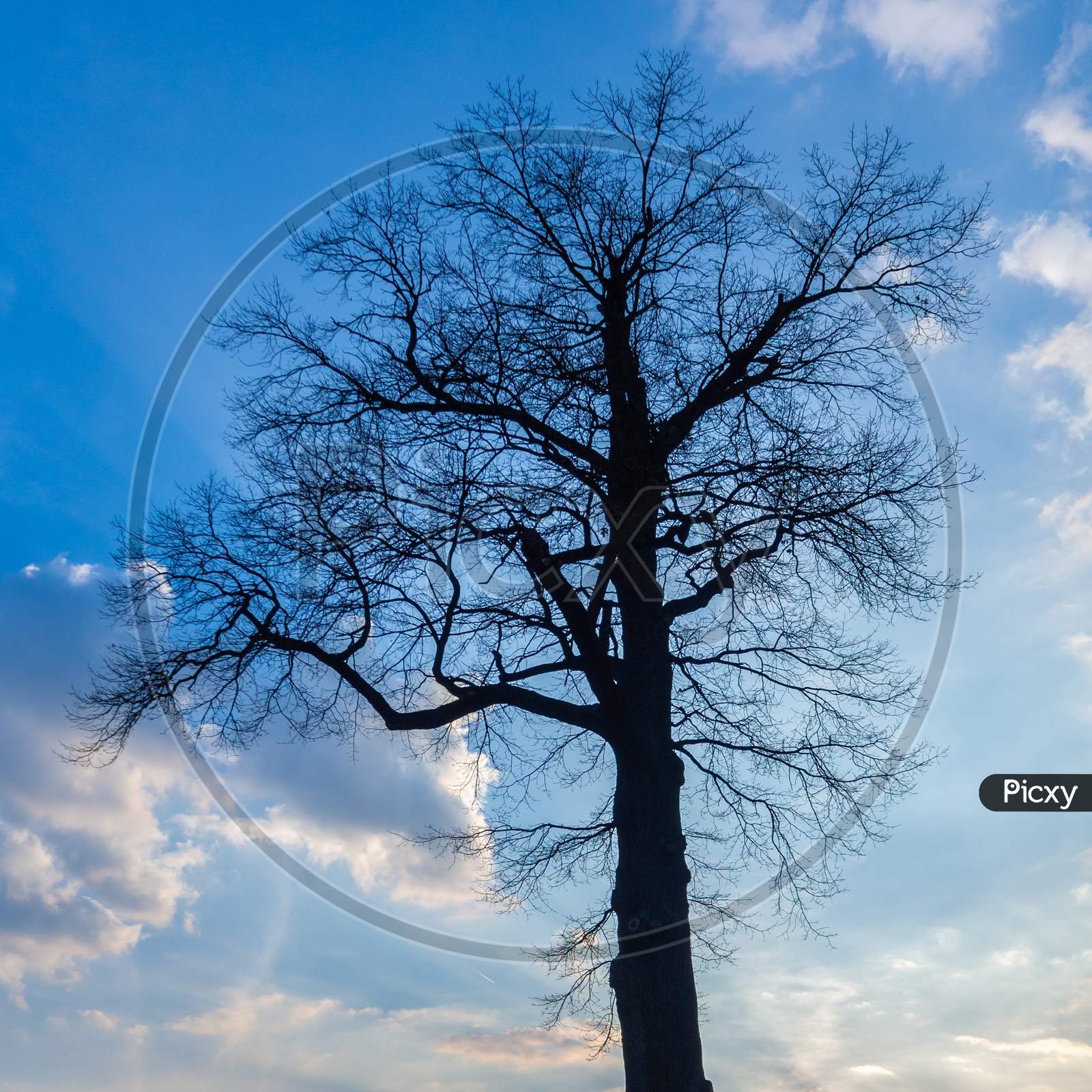 Dark Silhouette Of Single Large Tree Against Blue Sky With White Clouds.