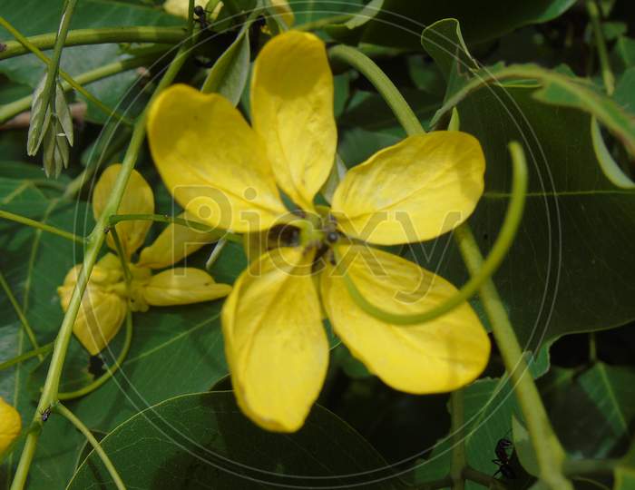 yellow flower in green tree