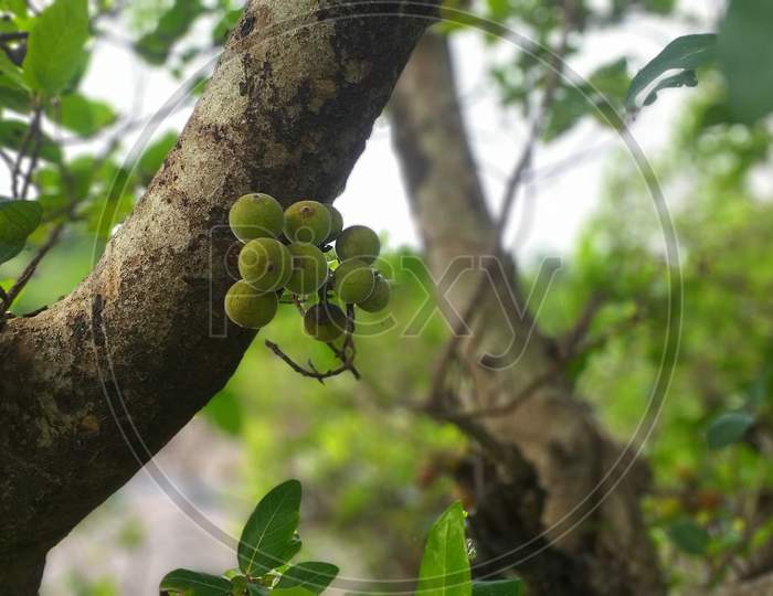 Umbra fruits