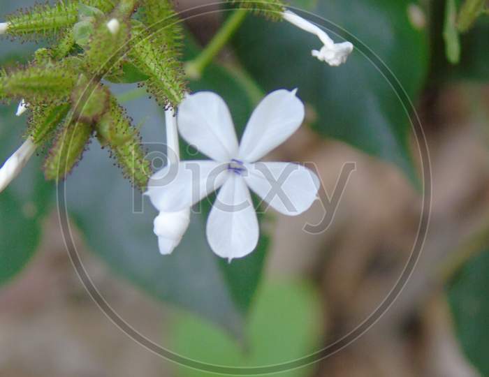 Cute white flower in green plant