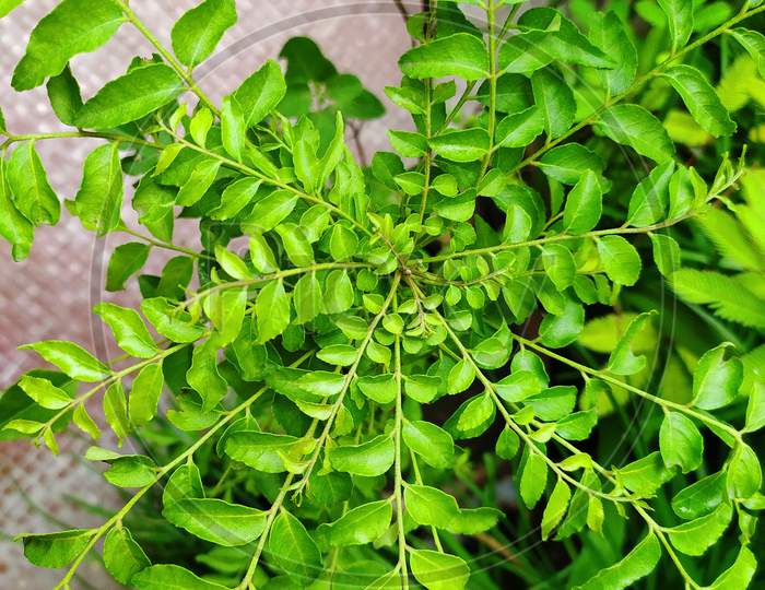 The beautiful pattern of curry leaf or curry leaf tree. scientific name is Murraya koenigii. topview, the leaves are used in many dishes in the Indian subcontinent.