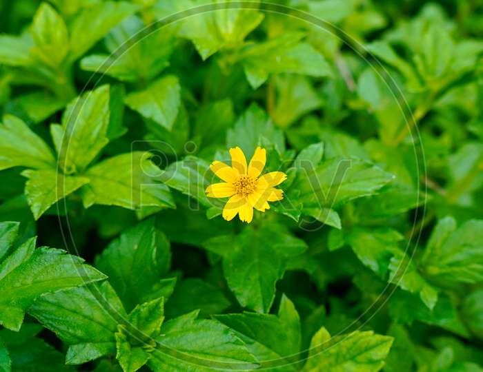 Flower and green background