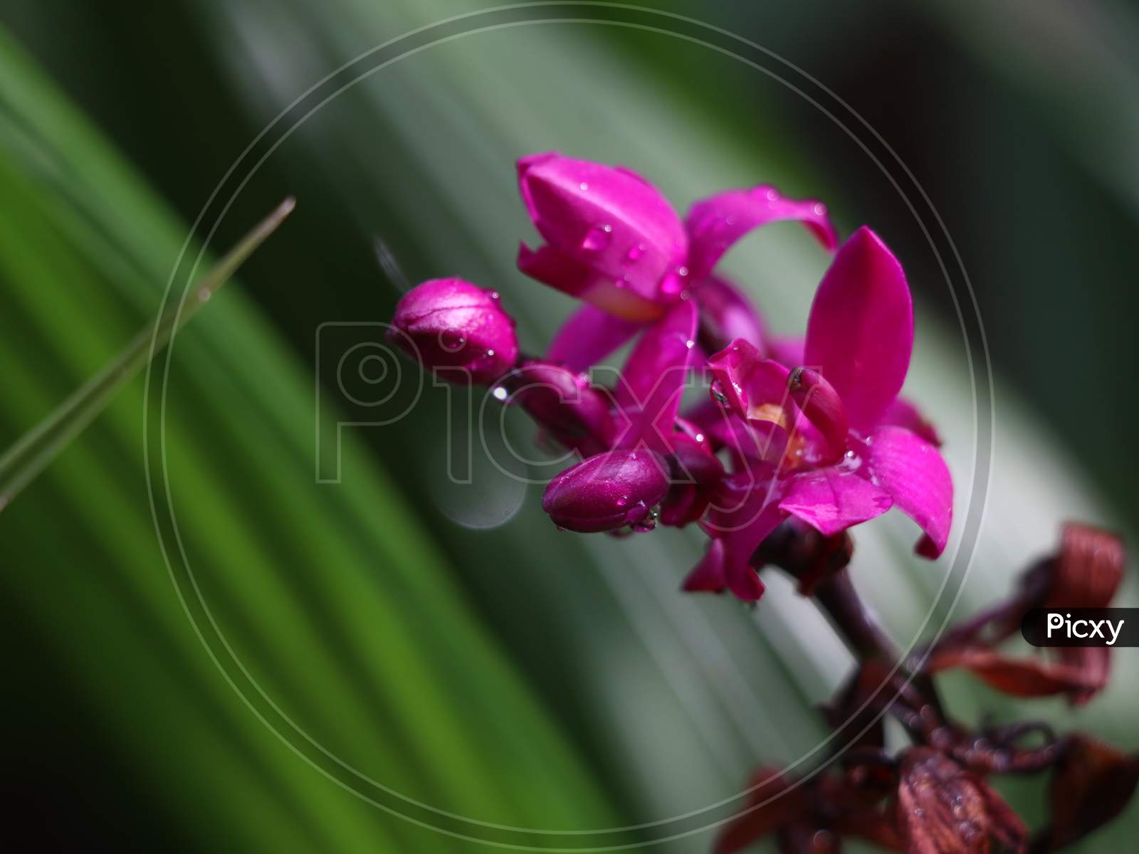 Beautiful orchid flower with rain drops