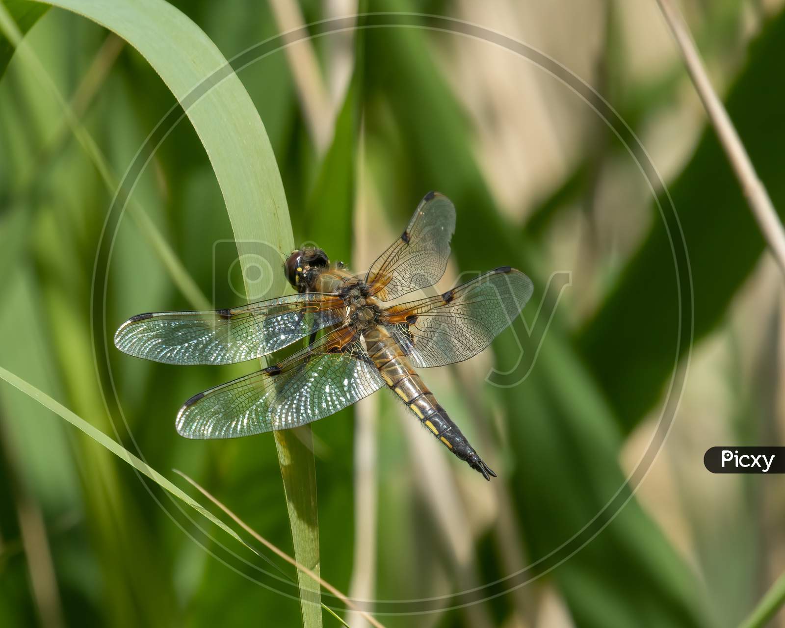 Dragonfly Four-Spotted Skimmer (Libellula Quadrimaculata) On Reed