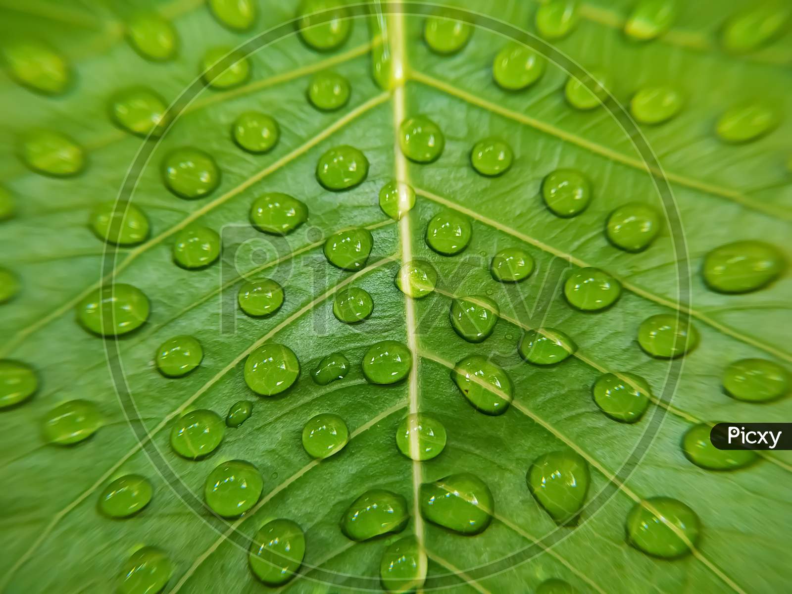Full frame shot of water drops on green bodhi leaf
