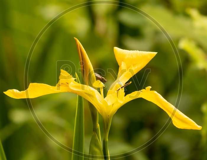 Drab brown fly on bright yellow flag Iris flower, closeup with blurry green background.Iris pseudacorus is ideal for wildlife garden pond edges